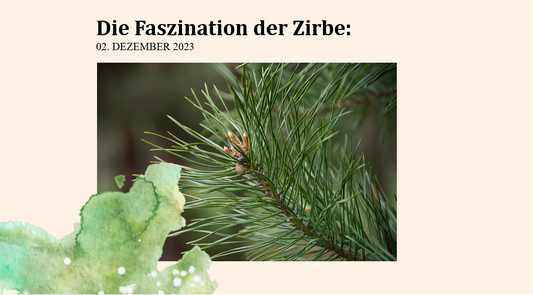 Die Faszination Zirbe